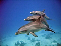   Dolphins adults baby count tails... tails...) tails) tails  